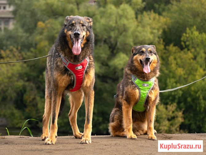 Ищем дом для двух неразлучных сердец Коннора и Лизы Москва - изображение 2