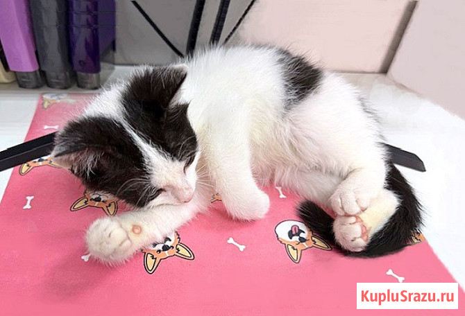 Ласковый трогательный котёнок Кузя ищет дом Санкт-Петербург - изображение 2