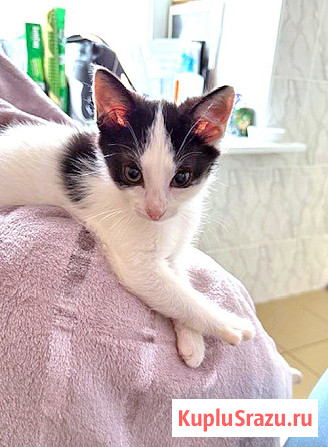 Ласковый трогательный котёнок Кузя ищет дом Санкт-Петербург - изображение 1