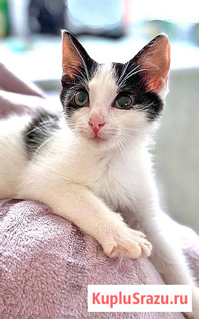 Ласковый трогательный котёнок Кузя ищет дом Санкт-Петербург - изображение 4