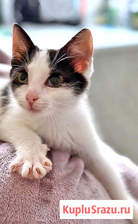 Ласковый трогательный котёнок Кузя ищет дом Санкт-Петербург - изображение 3