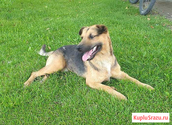 Ищет дом молодой пес Толик, воплощение дружелюбия Краснодар - изображение 1