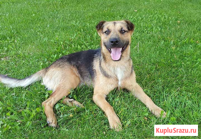 Ищет дом молодой пес Толик, воплощение дружелюбия Краснодар - изображение 4