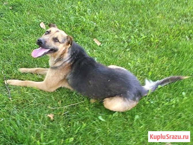 Ищет дом молодой пес Толик, воплощение дружелюбия Краснодар - изображение 3