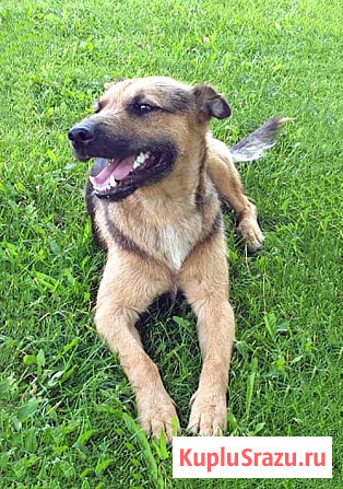 Ищет дом молодой пес Толик, воплощение дружелюбия Краснодар - изображение 2