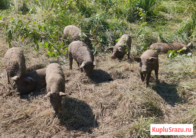 Поросята Венгерская мангалица Серпухов - изображение 1