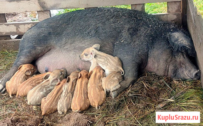 Поросята Венгерская мангалица Серпухов - изображение 2