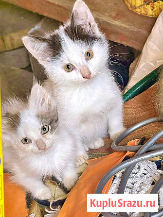 Три славных котенка, мальчик и девочки ищут дом Москва - изображение 1