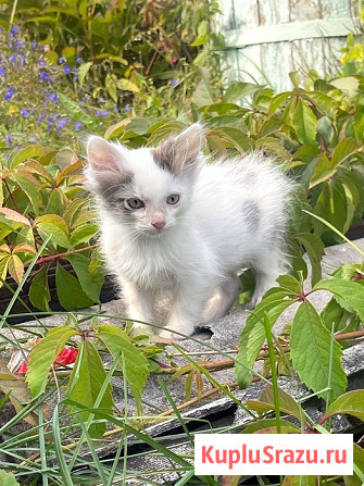 Три славных котенка, мальчик и девочки ищут дом Москва - изображение 4
