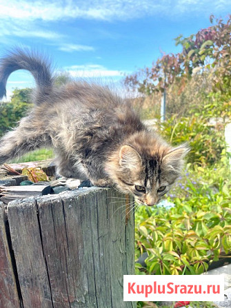 Три славных котенка, мальчик и девочки ищут дом Москва - изображение 3