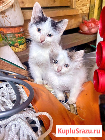 Три славных котенка, мальчик и девочки ищут дом Москва - изображение 2