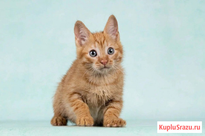 Кото-девочки Ницу и Трес, ласковые солнышки в добрые руки Москва - изображение 4