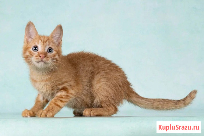 Кото-девочки Ницу и Трес, ласковые солнышки в добрые руки Москва - изображение 2