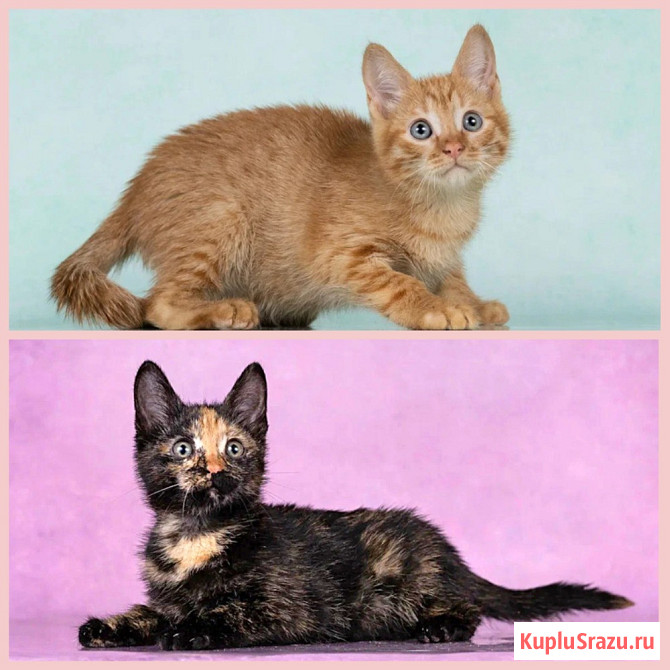 Кото-девочки Ницу и Трес, ласковые солнышки в добрые руки Москва - изображение 1
