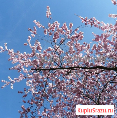 Сакура (вишня японская декоративная) в горшках для посадки купить в Москве и Подмосковье Москва - изображение 3