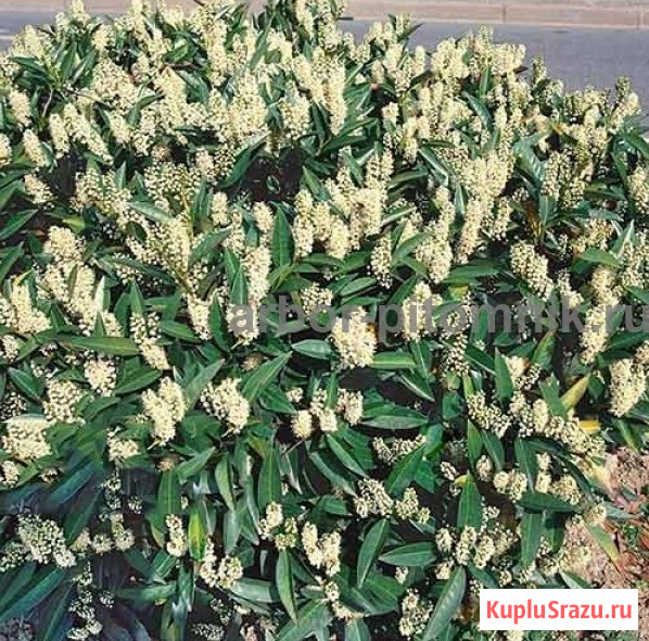 Сакура (вишня японская декоративная) в горшках для посадки купить в Москве и Подмосковье Москва - изображение 4