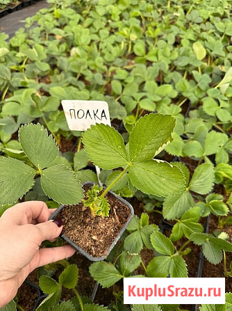 Рассада и саженцы СПБ - питомник растений Арника Санкт-Петербург - изображение 3