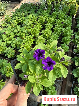 Рассада и саженцы СПБ - питомник растений Арника Санкт-Петербург - изображение 2