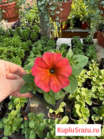 Рассада и саженцы СПБ - питомник растений Арника Санкт-Петербург - изображение 1