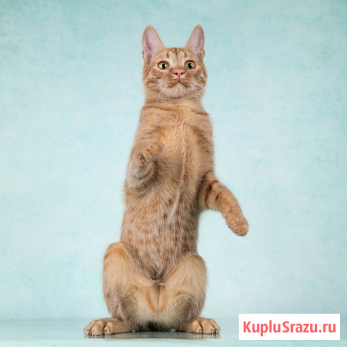 Юна, чудесная ласковая кошечка-подросток ищет дом Москва - изображение 4