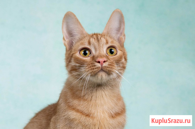 Юна, чудесная ласковая кошечка-подросток ищет дом Москва - изображение 2