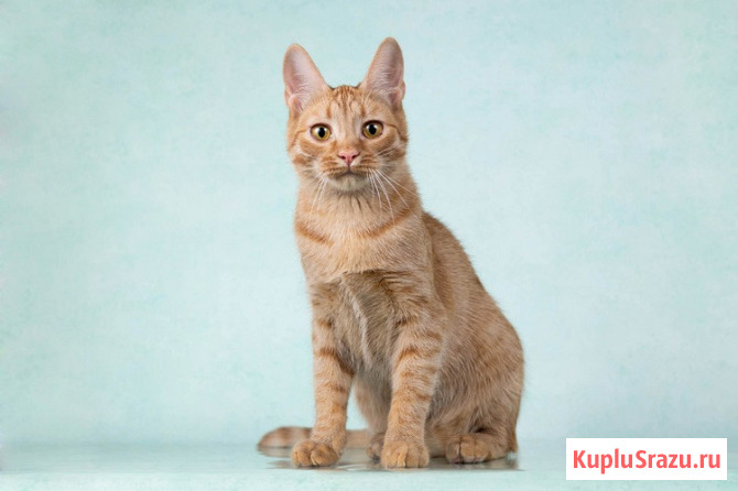 Юна, чудесная ласковая кошечка-подросток ищет дом Москва - изображение 1