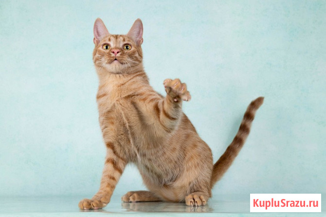 Юна, чудесная ласковая кошечка-подросток ищет дом Москва - изображение 3