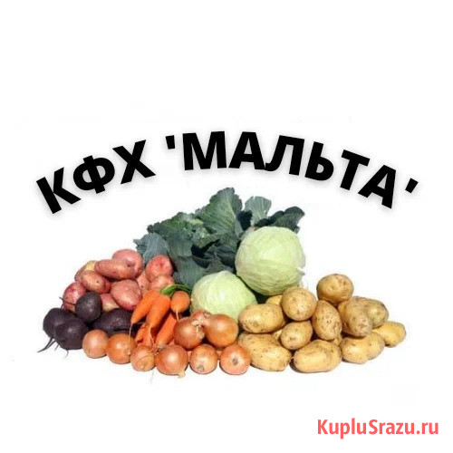 Овощи для борща оптом Находка - изображение 4