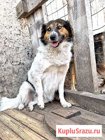 Ищем дом для Санты, собаки светлой души Липецк - изображение 1