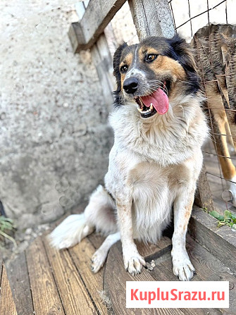 Ищем дом для Санты, собаки светлой души Липецк - изображение 2