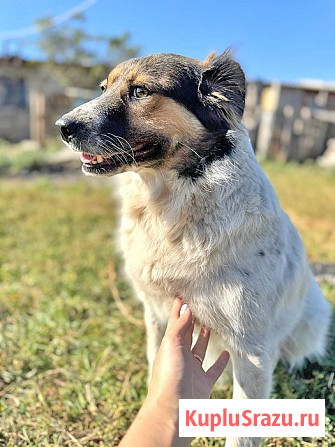 Ищем дом для Санты, собаки светлой души Липецк - изображение 3