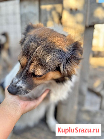 Ищем дом для Санты, собаки светлой души Липецк - изображение 4