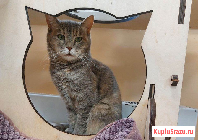 Красивая кошка Конфетка в добрые руки Москва - изображение 2