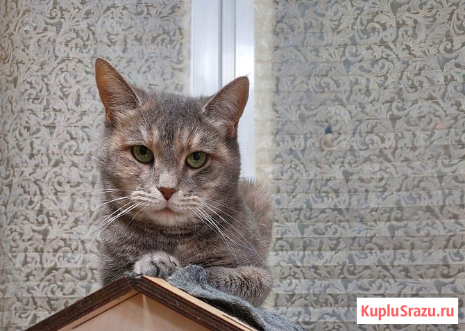 Красивая кошка Конфетка в добрые руки Москва - изображение 4