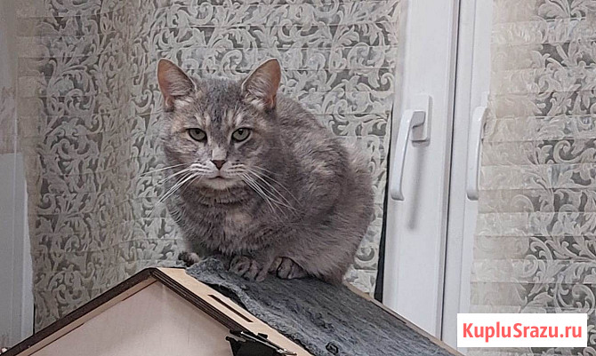 Красивая кошка Конфетка в добрые руки Москва - изображение 3