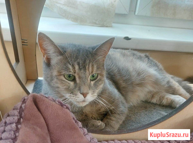 Красивая кошка Конфетка в добрые руки Москва - изображение 1