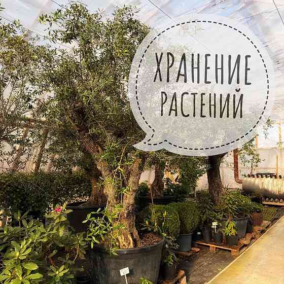 Хранение растений Санкт-Петербург Череповец