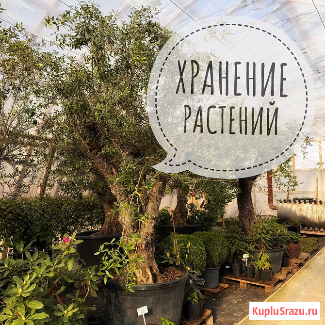 Хранение растений Санкт-Петербург Череповец - изображение 1