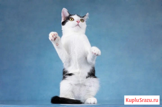 Милый котенок Пончик в добрые руки Москва - изображение 4