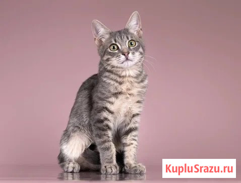 Милая девочка-котенок Маруся в добрые руки Москва - изображение 3
