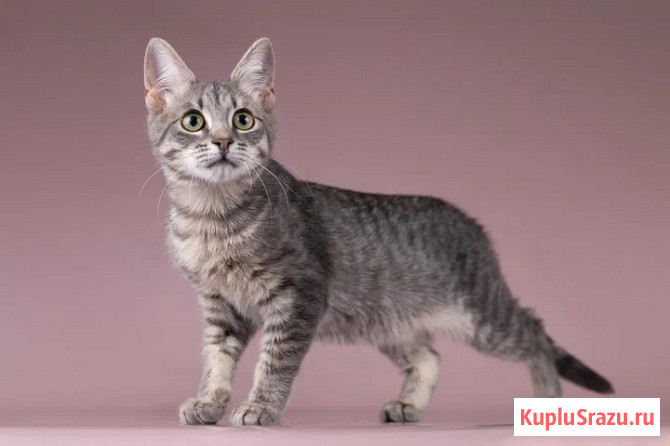 Милая девочка-котенок Маруся в добрые руки Москва - изображение 2