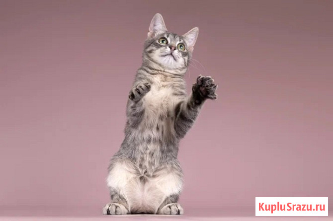 Милая девочка-котенок Маруся в добрые руки Москва - изображение 4