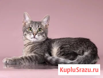 Милая девочка-котенок Маруся в добрые руки Москва - изображение 1