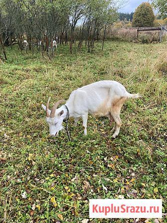Дойные козы Борисоглебский - изображение 1