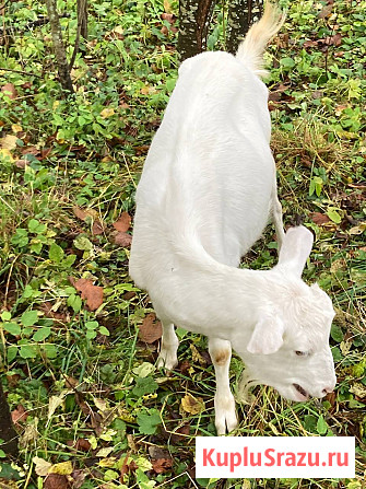 Дойные козы Борисоглебский - изображение 3