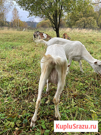 Дойные козы Борисоглебский - изображение 4