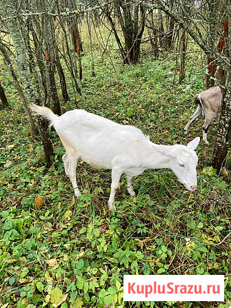 Дойные козы Борисоглебский - изображение 2