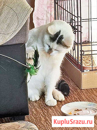 Капелька, молодой роскошный котик ищет дом Санкт-Петербург - изображение 3