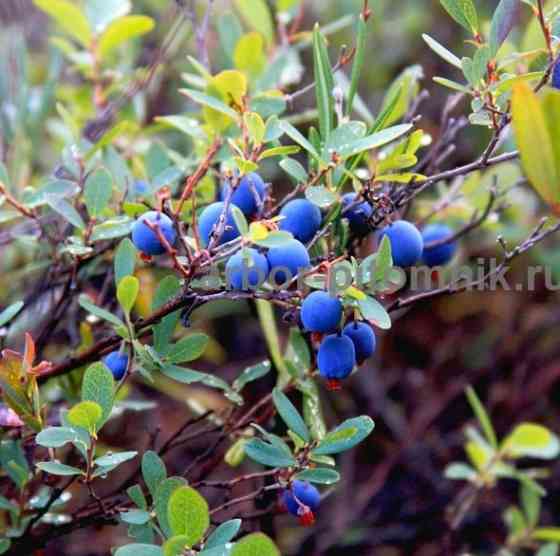 Саженцы и крупномеры голубики купить в Москве и Подмосковье с посадкой Москва