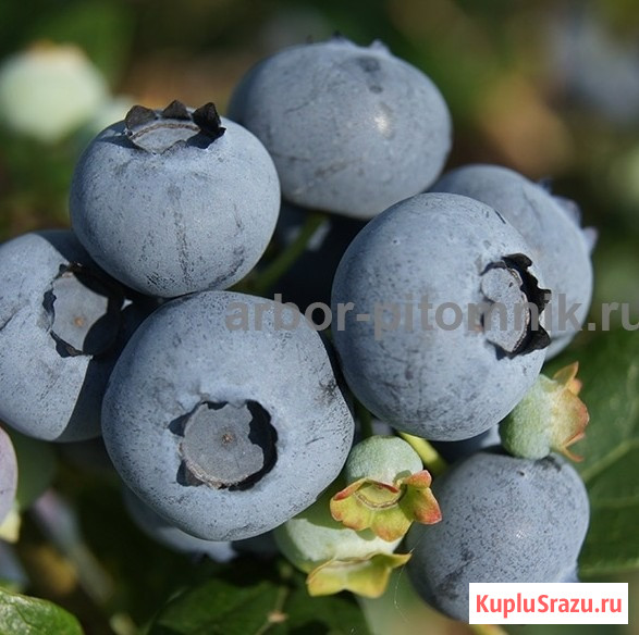 Саженцы и крупномеры голубики купить в Москве и Подмосковье с посадкой Москва - изображение 1